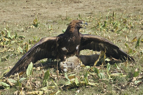 Golden Eagle