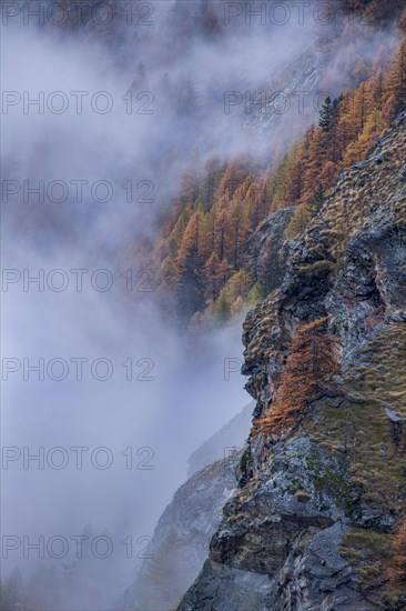 Misty atmosphere in the autumnal mountain forest