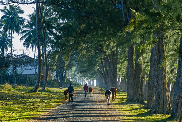 Man walking through the artifical planted tree line