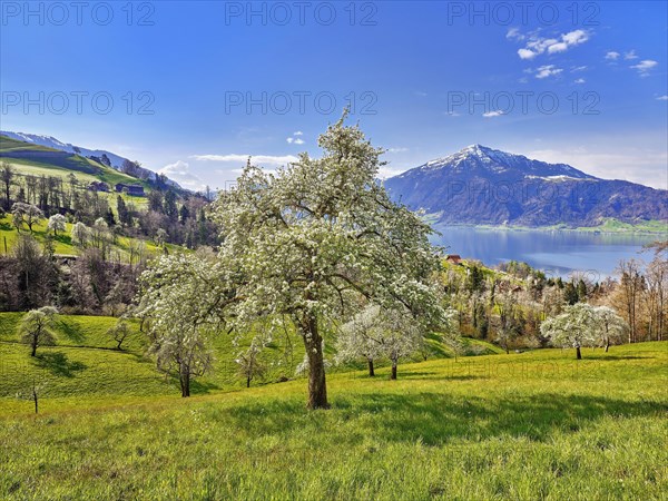 View of Lake Zug and the Rigi