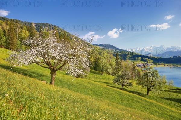 Blossoming cherry tree