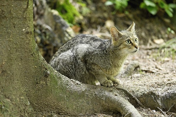 European wildcat