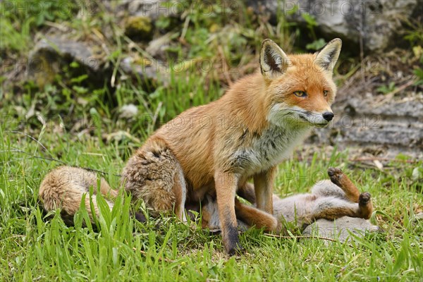 A red fox