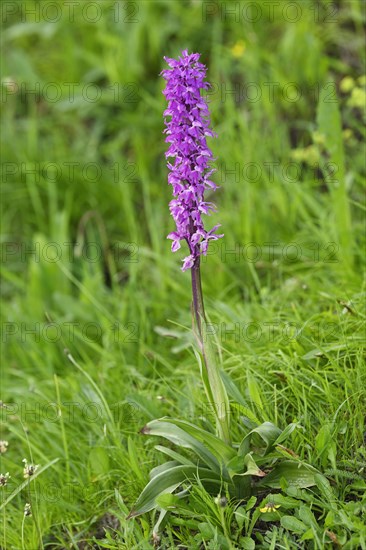 Early purple orchid