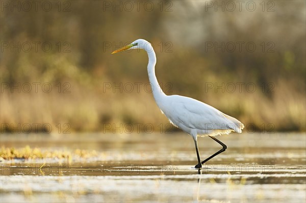 Great egret