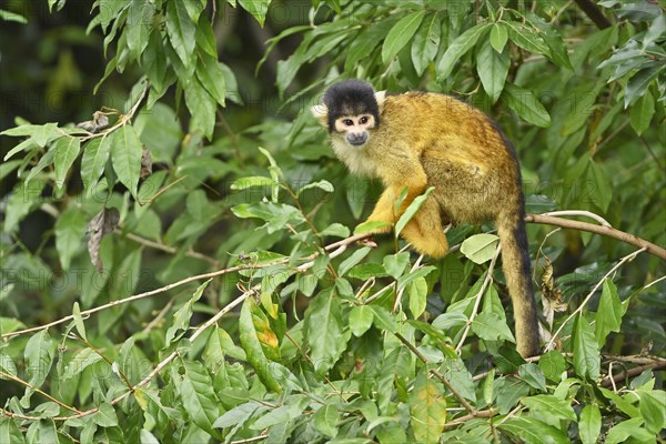 Black-capped squirrel monkey