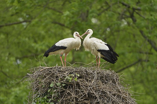 Two white storks