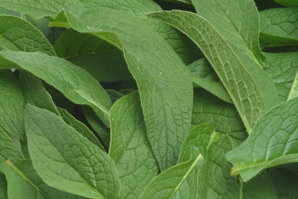 Medicinal plant common comfrey