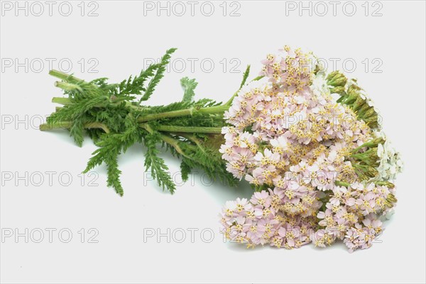 Common yarrow