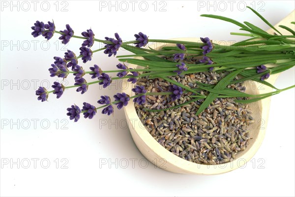 True lavender or narrow-leaved lavender