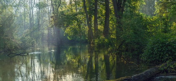 Beautiful small lake scenery made by a beaver in a forest at sunrise