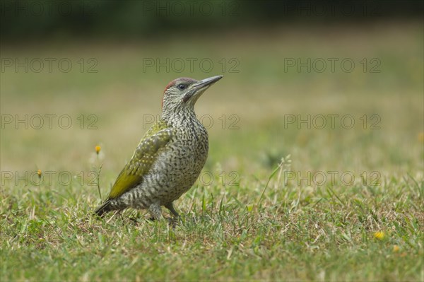 Green woodpecker