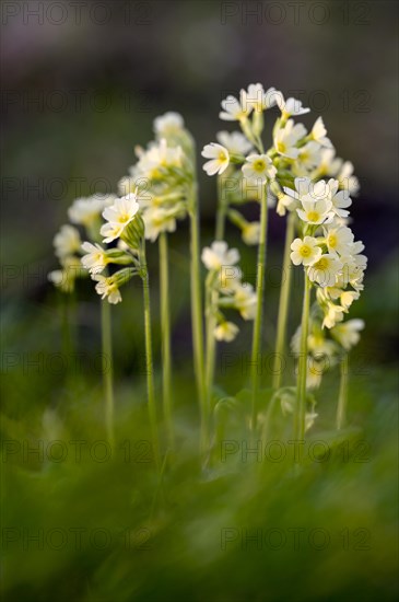 True oxlip