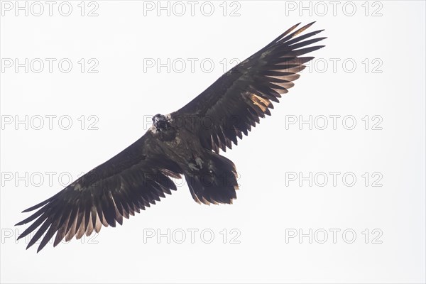 Juvenile bearded vulture