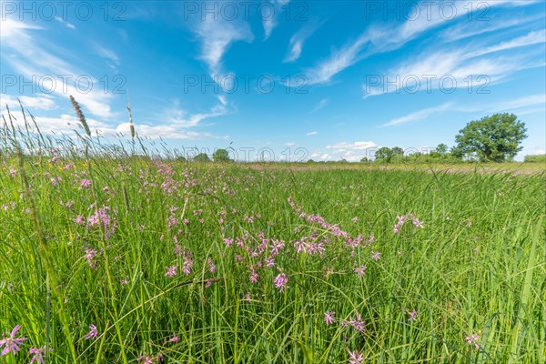 Wild flowers in a natural meadow in spring. Alsace