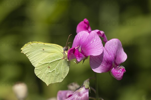 Common brimstone