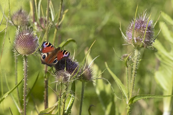 Peacock butterfly