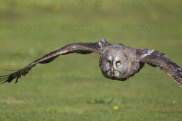 Great grey owl