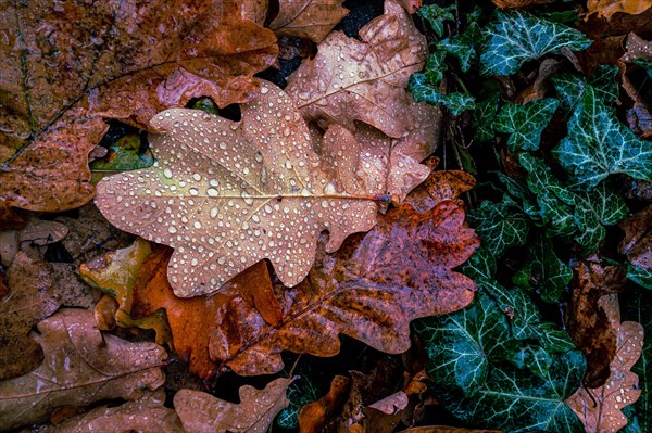 Oak leaf covered with water drops next to ivy on the forest floor