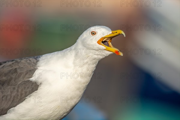 Portrait of a yellow-legged gull