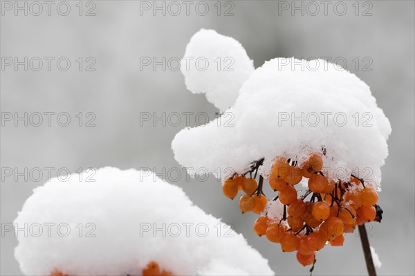 Fruits of the common guelder rose