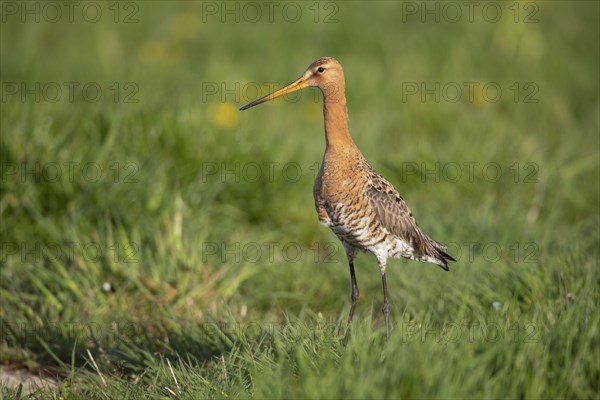 Black-tailed Godwit