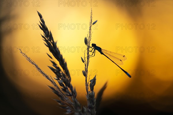 Blue-tailed damselfly