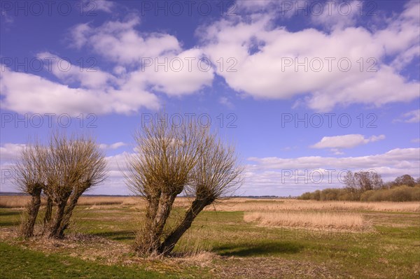 Pollarded willows on the shore of Lake Duemmer