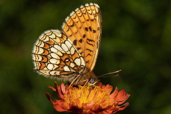 Valerian fritillary