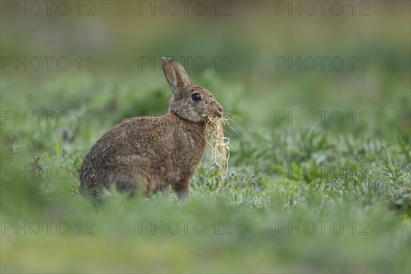 Rabbit