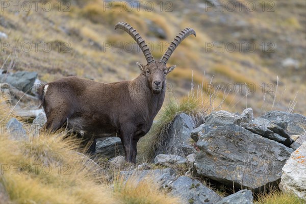 Alpine ibex