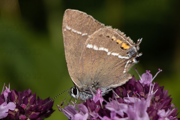 Buckthorn Fritillary butterfly butterfly with closed wings sitting on purple flowers sucking seeing left