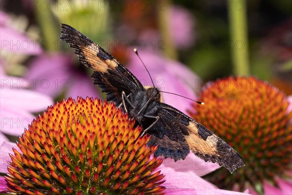 Small fox butterfly with open wings sitting on orange flower sucking looking from the front