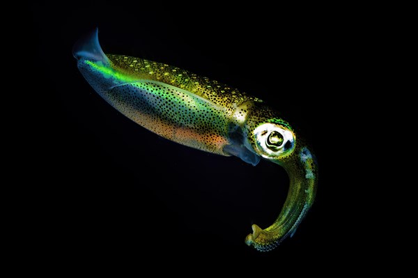 Night photograph of european squid