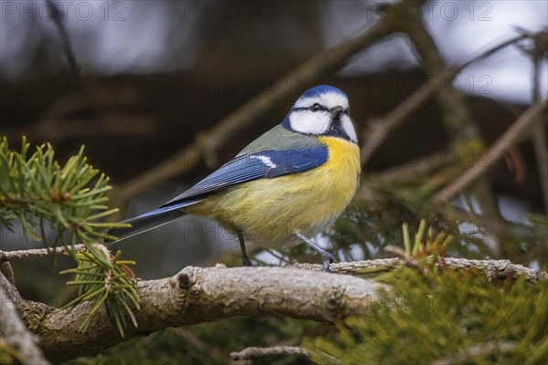 Blue Tit