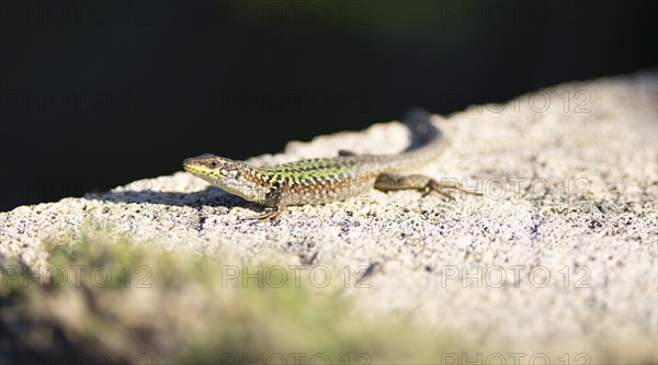 Tyrrhenian wall lizard