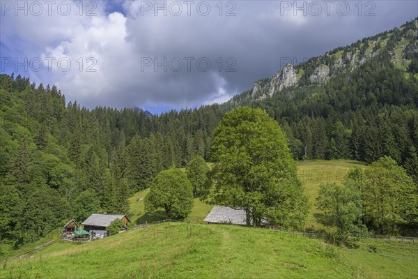 Koelblalm