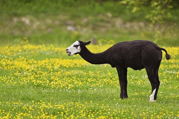 Alpaca