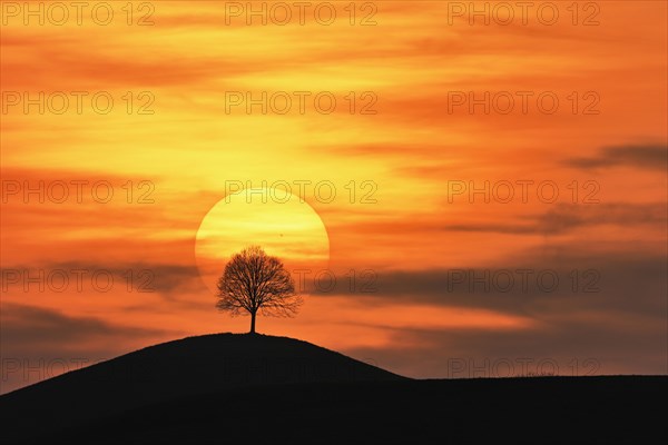 Setting sun over the silhouette of a lime tree
