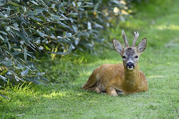 European roe deer