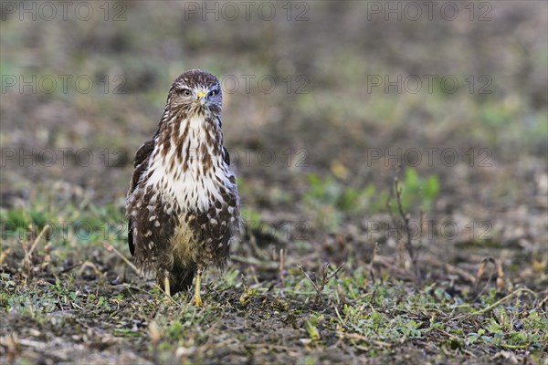 Common steppe buzzard