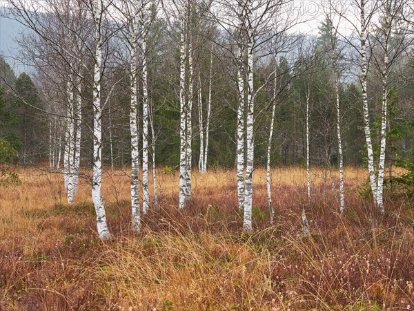 Birches in the autumnal moor