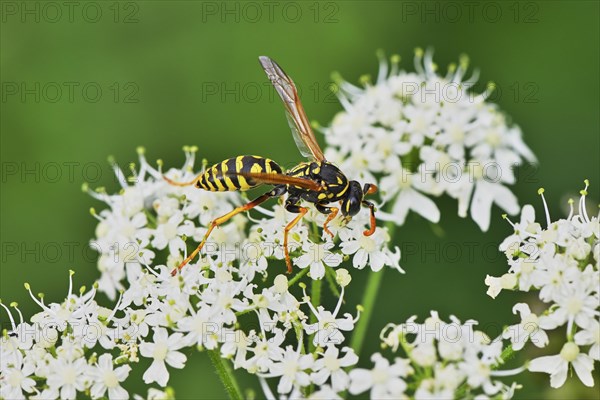 Field wasp