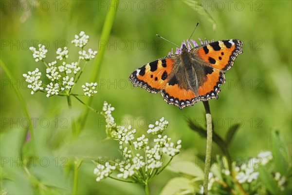 Small tortoiseshell