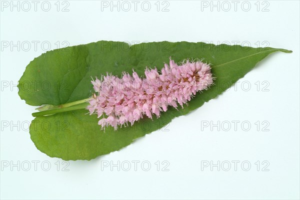 Medicinal plant Meadow knotweed