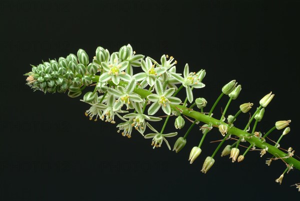 Medicinal plant genuine sea onion