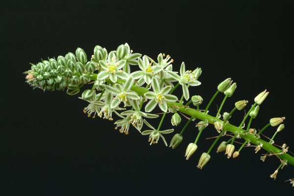 Medicinal plant genuine sea onion