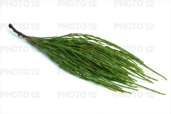 Field horsetail