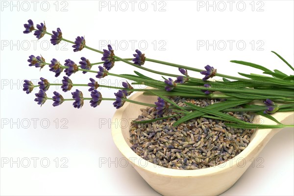 True lavender or narrow-leaved lavender