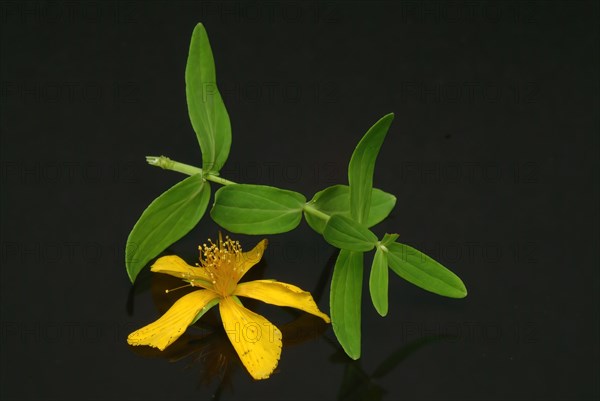 Medicinal plant St. John's wort